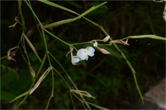 Schumannianthus virgatus
